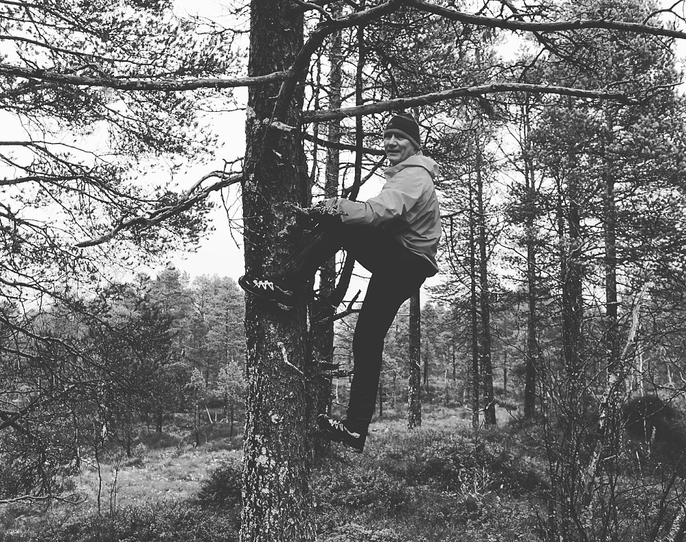 Pauli klatrer i trærne for å få mere vertikale meter.