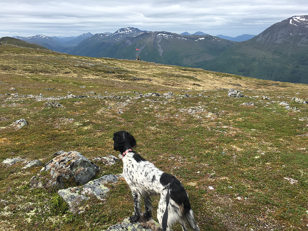 Horja stusser hun også....på hvorfor noen har tatt seg bryet verdt å klint opp ei flaggstang og plassert en vimpel på nordkanten av Steinmerra.