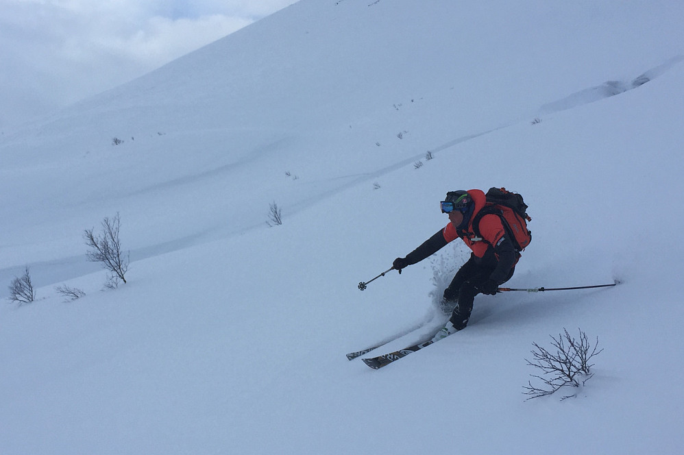 Fine forhold i småskogen! Foto: Hansun
