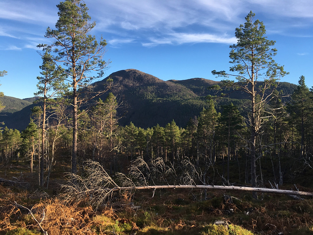 Utsikt til Skarsknuken fra Åsen.