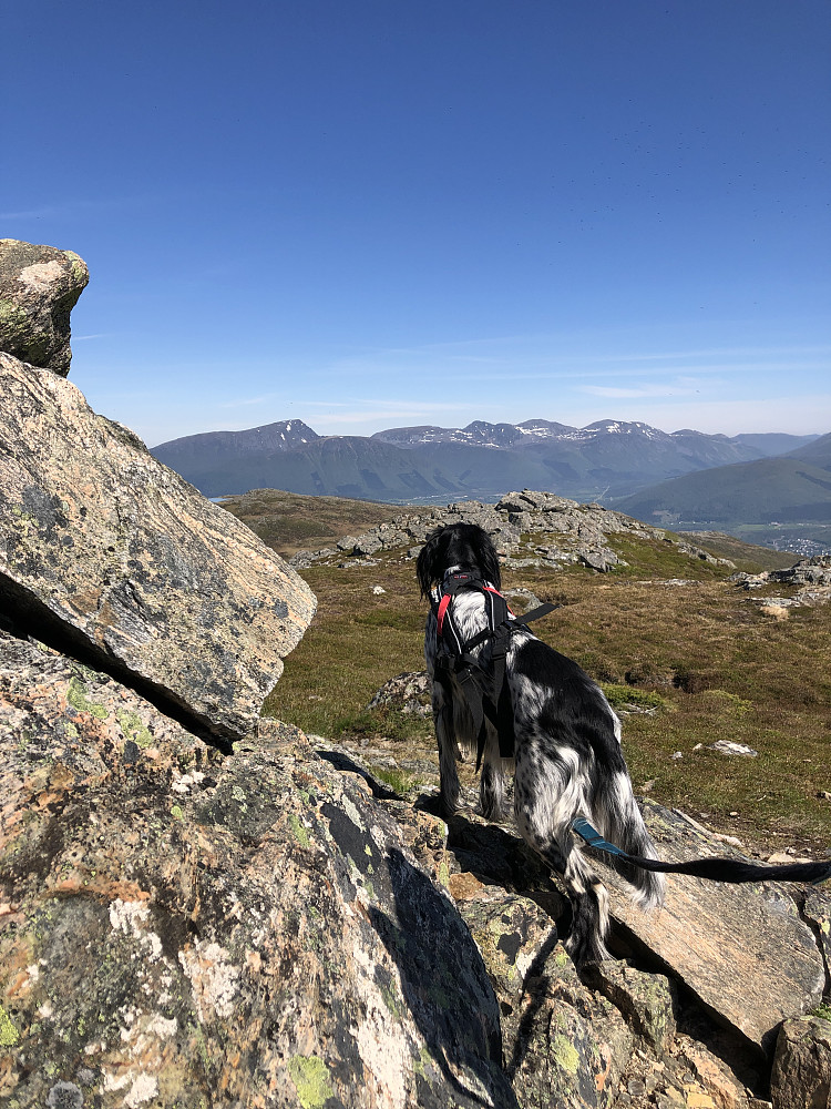 En stk. varm huns ser på den såkalte Atlanterhavseggen.