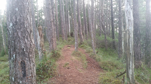 Gjennom fin skog og sti mot toppen. 