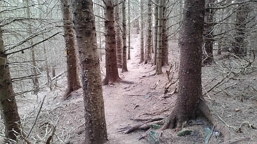 Gjennom skogen, fint å gå.