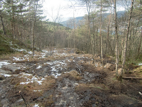 Øvre del av stien fra Øyjorden mot Eidsvågsneset. 