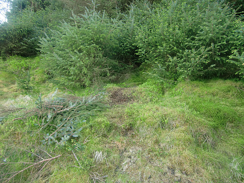 Inngangen til stien gjennom skogen. Markert med en liten haug med klippete grankvister for lettere å finne stien. Stien er klippet og med noen merkebånd. 