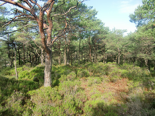Fin skog med lyngdekke. 