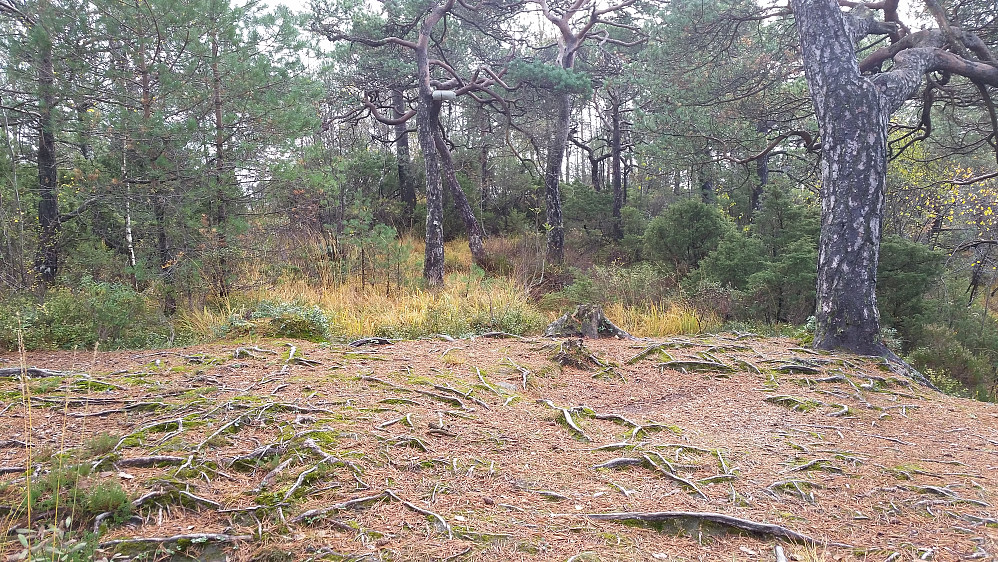 Bildet tatt fra utsiktspunktet, mot toppen som ligger inne i skogen.