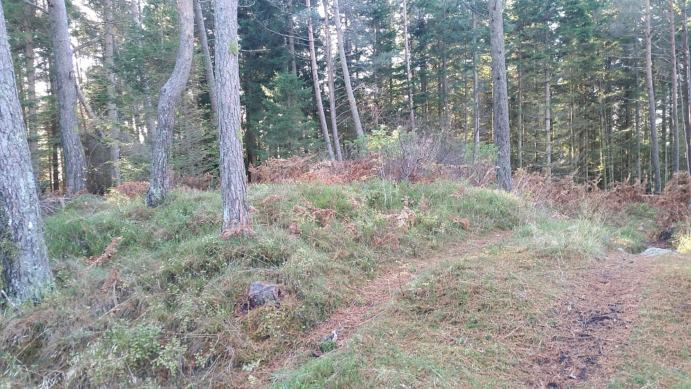 Toppen på Opsåsen (Åsebøåsen)