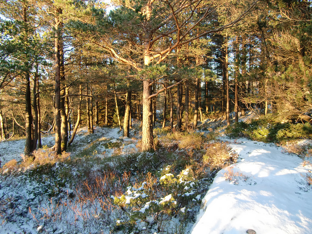 Toppen på Håmanen inne i skogen