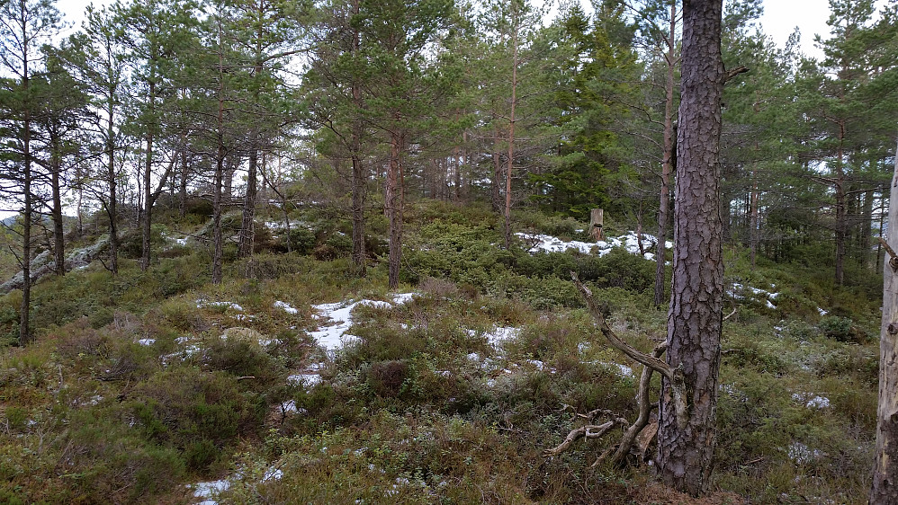 Toppen Gausfjellet er en skogtopp men det er ok utsikt mot vest når vi står ut på kanten ved et stup. 