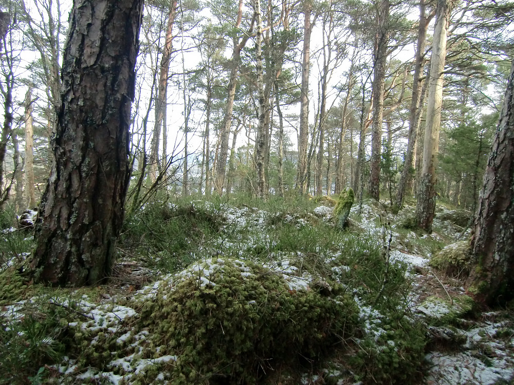 Toppen på Husfjellet med en merkestein (kulturminne)
