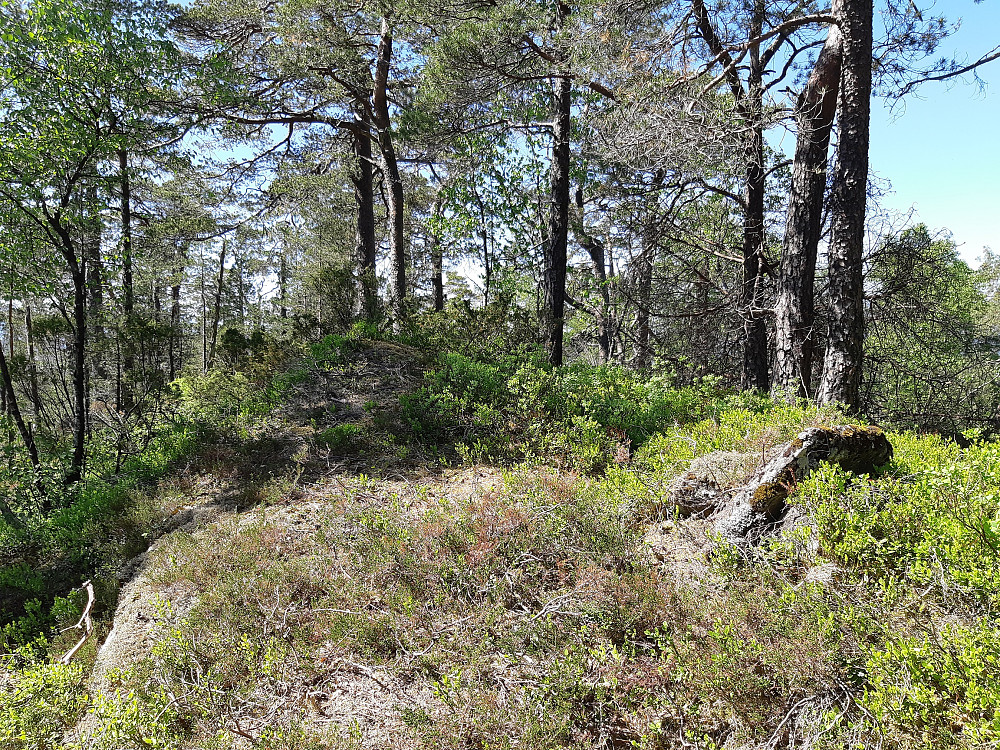 Toppen på Hatlesteinen, noen steiner på høykant inne i lyngen var markeringen. Begrenset utsikt grunnet skog. 