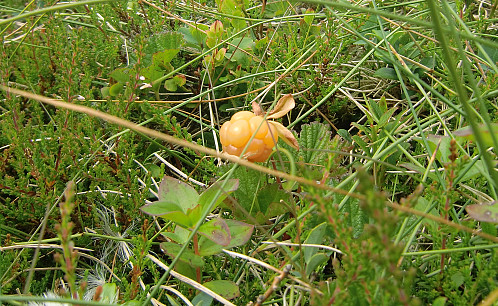 Mye molter, turen ble like mye en moltetur som fjelltur