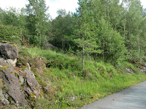 Et mindre kamuflert skilt står på nærmeste furutre