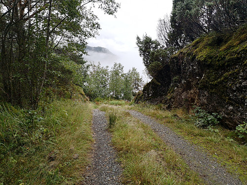 Vei nesten helt opp, siste del på sti gjennom skog. 