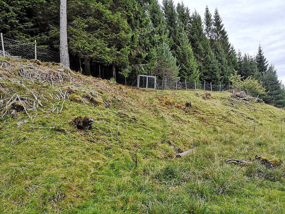 Jeg tok inn i skogen gjennom denne grinden. 