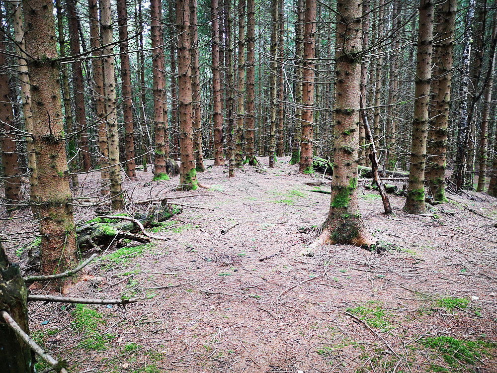 Toppen på Hellestveitsåsen 