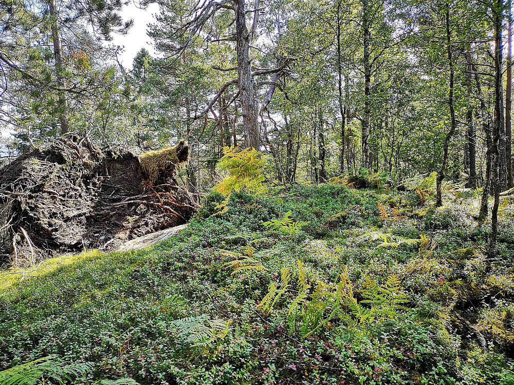 Toppen Bjørnehaugen på Fuglebergåsen. 