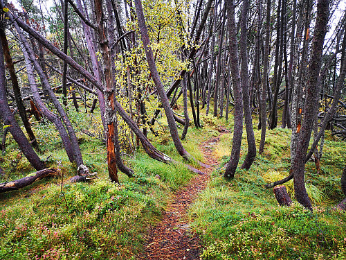 Gjennom en gammel plantet furuskog på ryggen opp til Sandviksfjellet. 