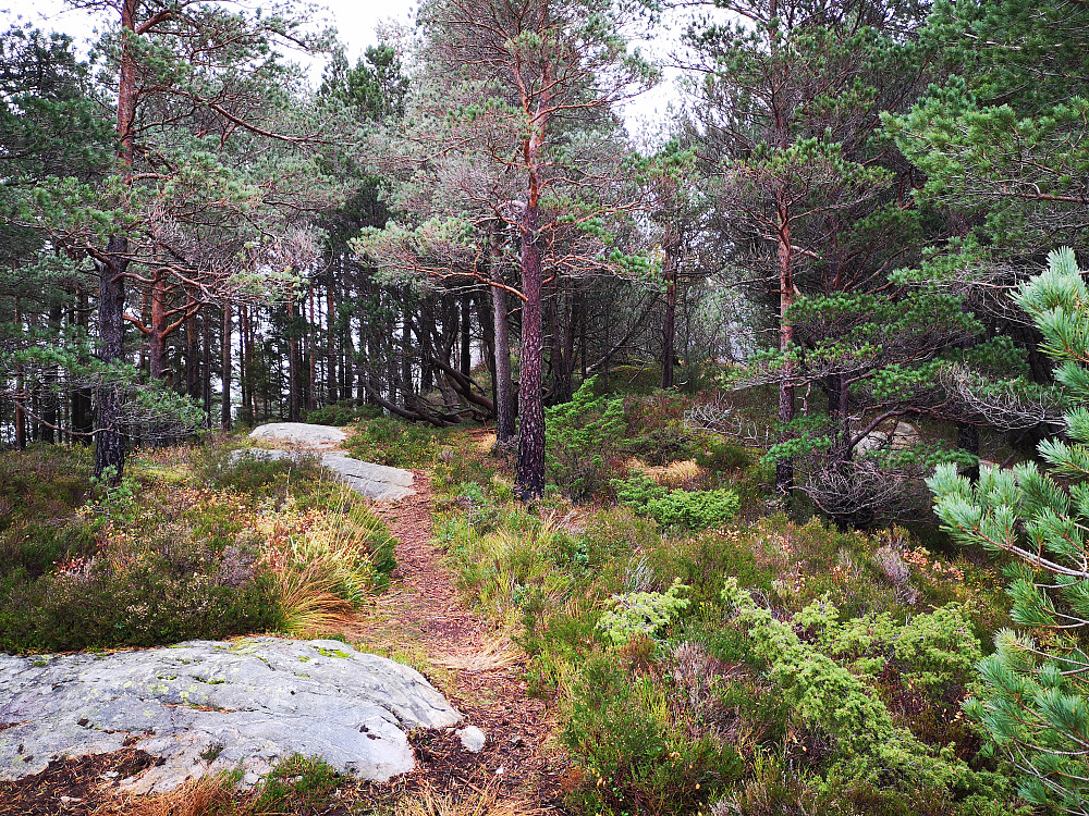 Håmanen mot toppunktet inne i skogen