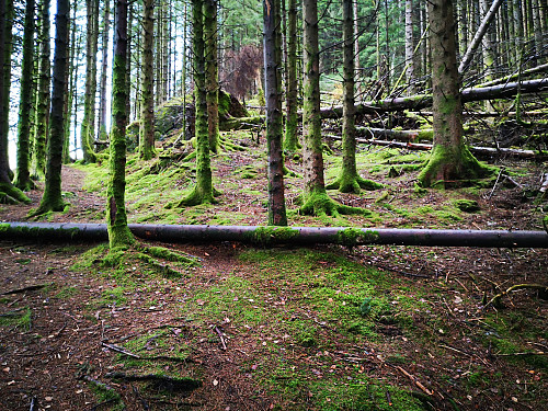 Gjennom granskog opp til Birkelandsfjellet