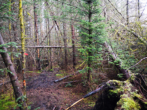 Ljosvoldsvarden skal ligge inne i skogen her et sted.  Fulgte sti som førte til varden. 