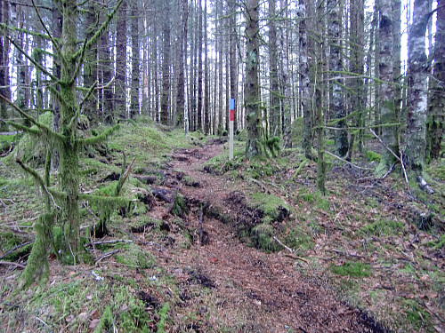 Første del gjennom en mindre granskog