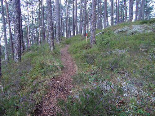 Videre til toppen gjennom fin skog og fin sti