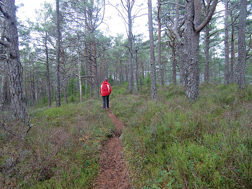Ikke ofte jeg finne så fint skogsterreng å gå tur i på vestlandet. 
