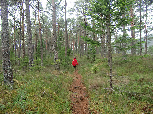 Også fint turterreng for joggere