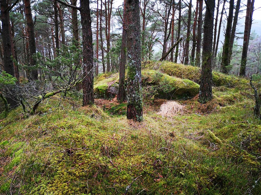 Toppen på Åsebø, 3 tuer å velge mellom. 