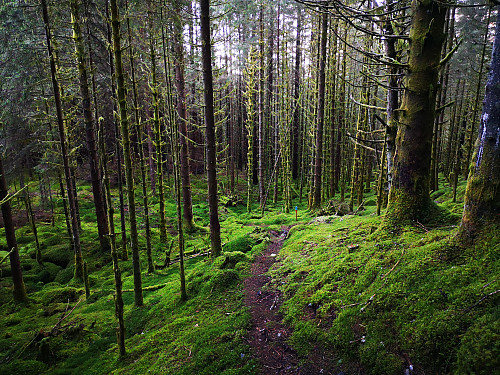 Fin mosebunn gjennom skogen
