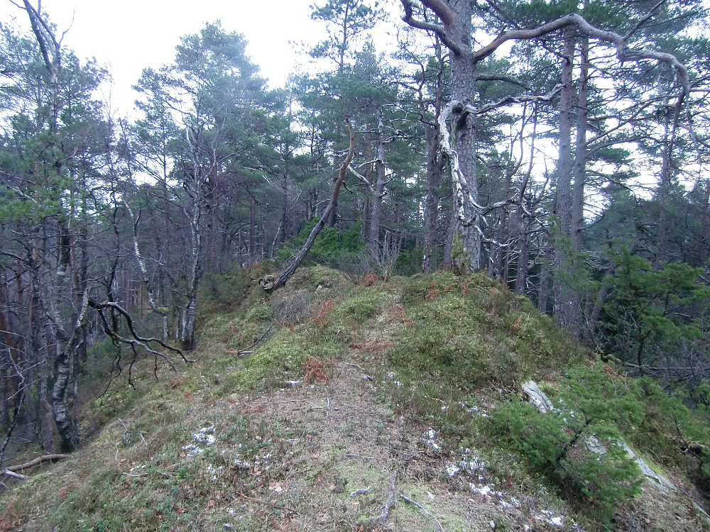 Raunåsen 231
