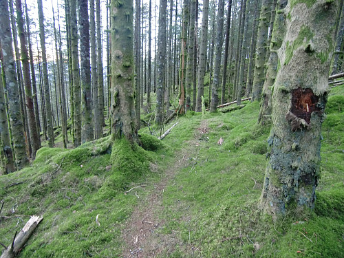 Fint å gå gjennom skogen