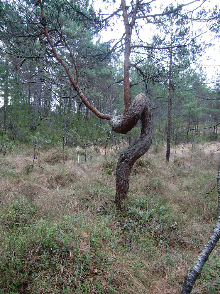 På vei over en myr traff jeg på denne furuen. 