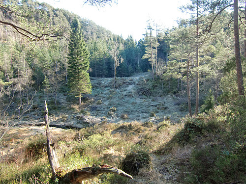 Fra Bødalen over rydningsplassen for hjortejakt og inn i skogen der det er traktorvei som fører mot Reppåsen.