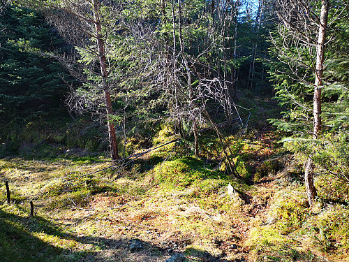 Tok av fra traktorveien og inn i skogen her, synlig tråkk og ryddet her. 