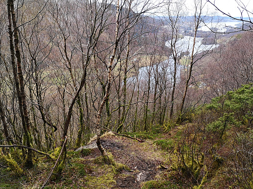 Ferdig med bjørkeskogen