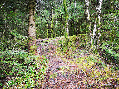 Og inn i granskogen, godt ryddet