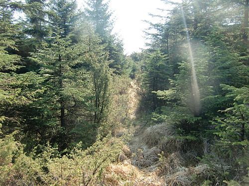 Sti gjennom granskogen