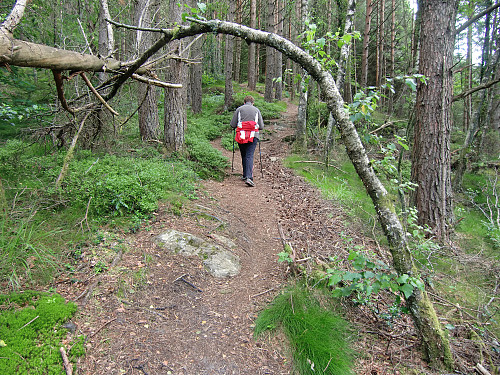 Flott sti oppover gjennom skogen.