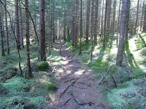 Sti gjennom skogen