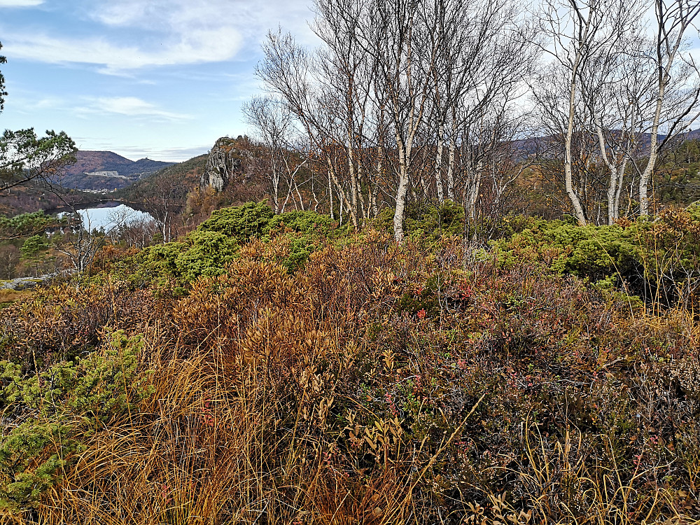 Toppen på Ullberget, en lynghaug uten markering.