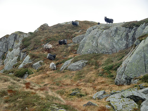 Sauer fortsatt oppe i fjellet, ikke mye grønt gress her. 