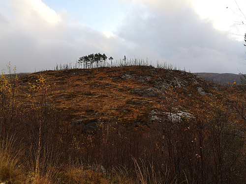 Haukheia