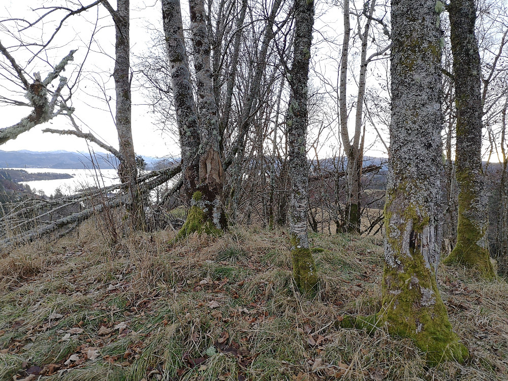 Toppen på Hjelmåsen