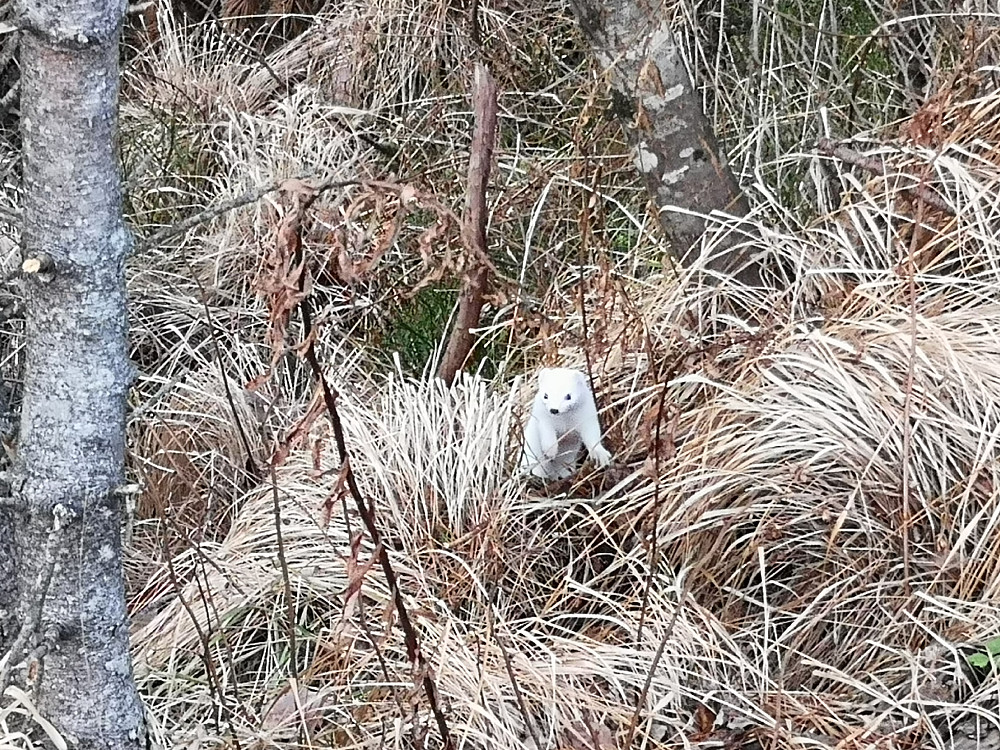 En nysgjerrig Røysekatt som ikke var mer en 3 meter unna meg. Ikke mye kamuflasje denne dagen. Helt hvit med mørkebrun hale.