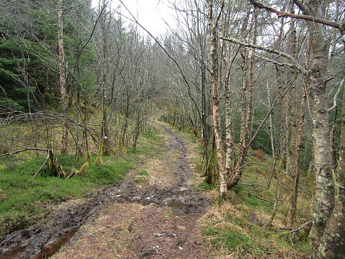Første del av skogsveien fra Hetlebakka
