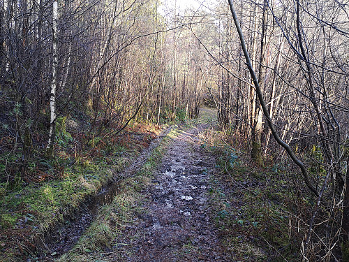 Midtre del av skogsveien