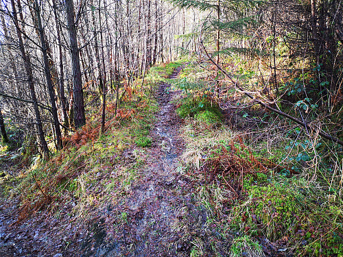 Øvre del av skogsveien
